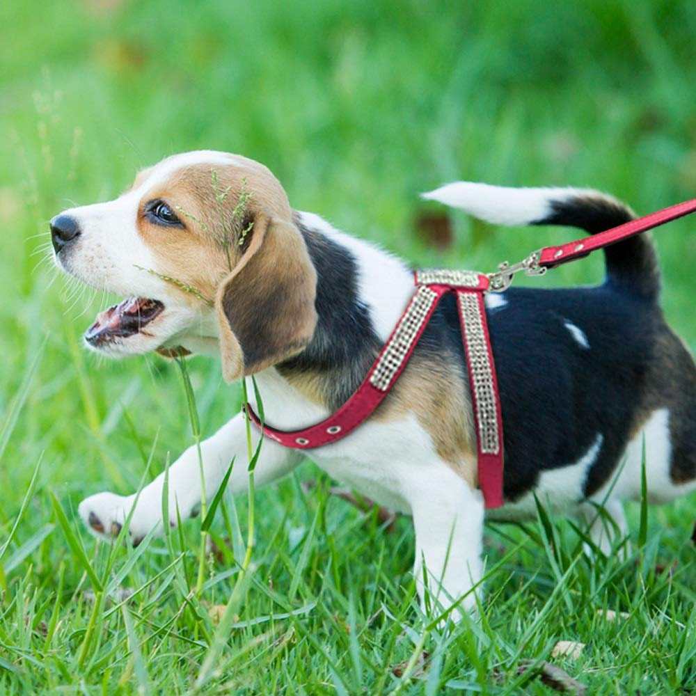 Rhinestone Dog Harness and Leash Set